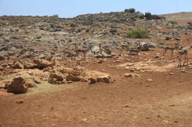 dağ çeylanları