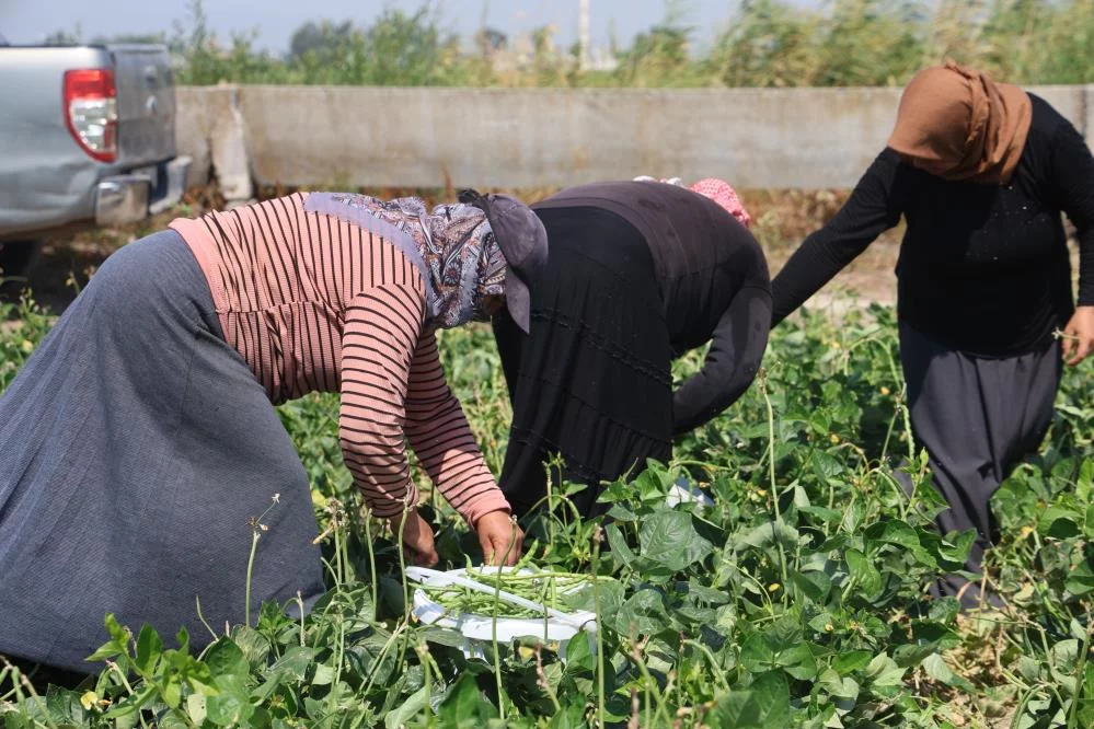 Protein ve lif bakımından zengin olan lübyede hasat başladı