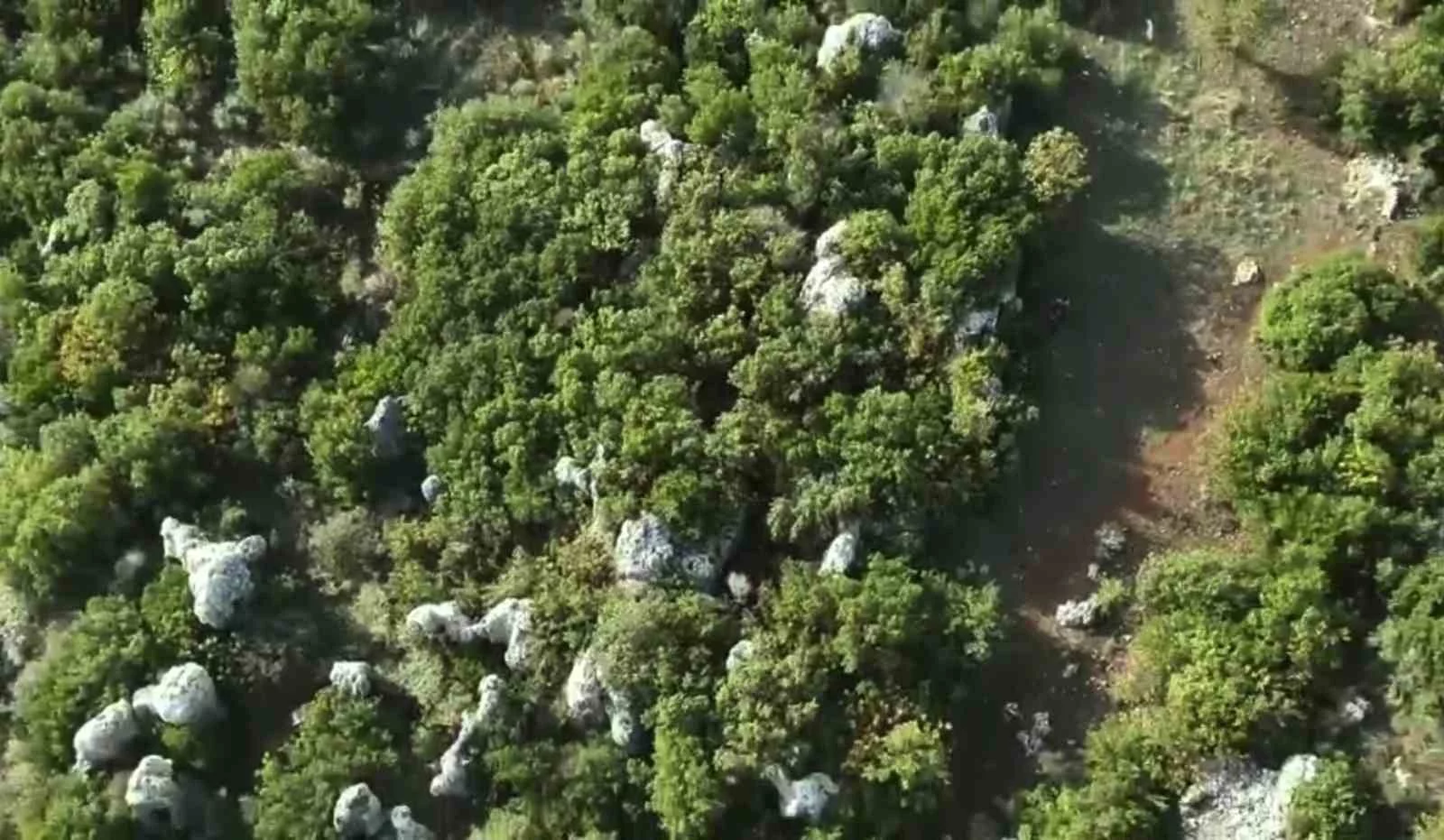 Ormanlık alandaki hazine arazisine kenevir eken şüpheli tutuklandı