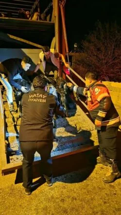 Tırın dorsesinde sıkışan 40 keçi kurtarıldı